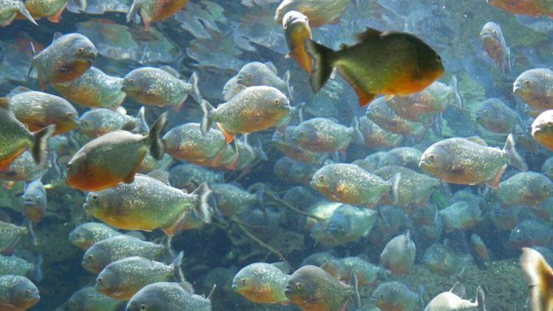 Piranaların 150 Milyon Yıllık Atası Bulundu