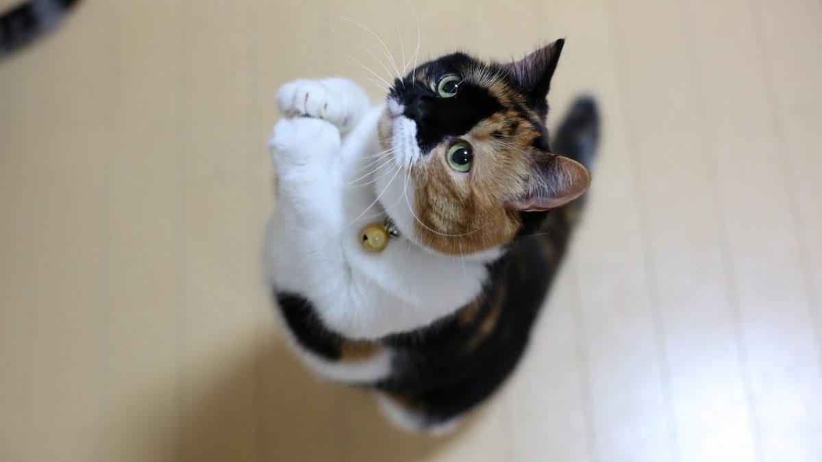 Kimsenin Öğrenmekle Uğraşmayacağı En Zor 10 Programlama Dili