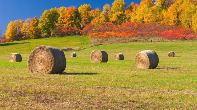 Microsoft, Windows 10 İçin İndirilebilir 18 Adet Duvar Kağıdını Yayınladı