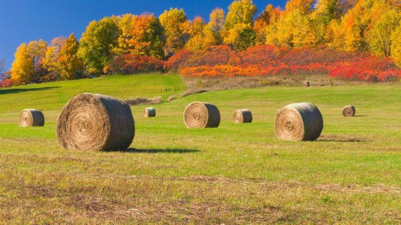 Microsoft, Windows 10 İçin İndirilebilir 18 Adet Duvar Kağıdını Yayınladı