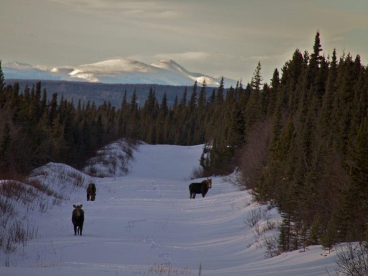 Dünyanın Suç Oranı En Düşük 20 Ülkesi