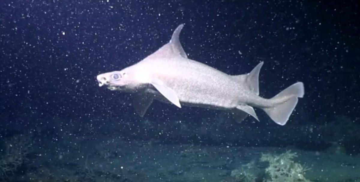 İrlanda Açıklarında Drone’la Keşfedilen Muhteşem Kedi Balığı Kolonisi