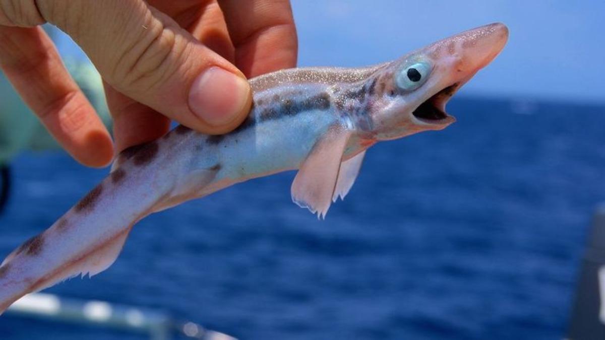 İrlanda Açıklarında Drone’la Keşfedilen Muhteşem Kedi Balığı Kolonisi