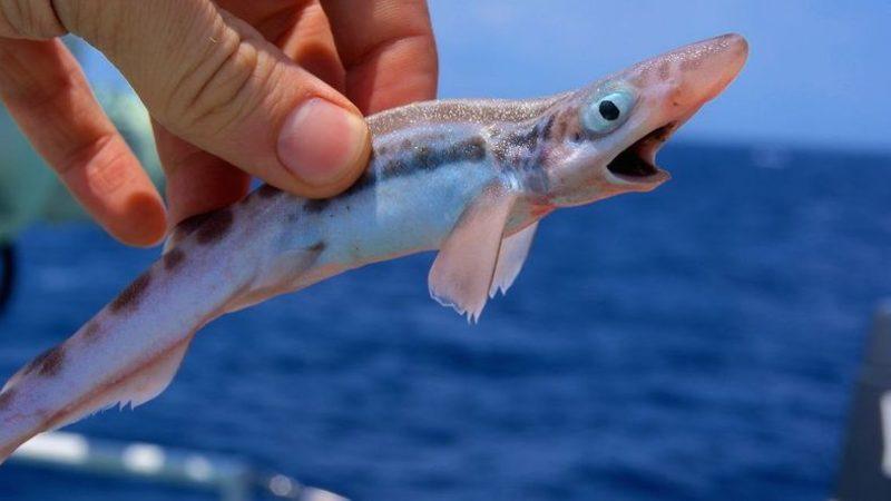 İrlanda Açıklarında Drone’la Keşfedilen Muhteşem Kedi Balığı Kolonisi