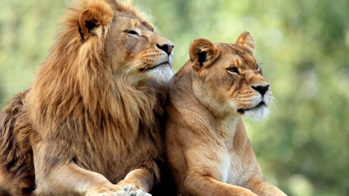 Aslanların, Optik İllüzyonlardan İnsanlar Gibi Etkilendiği Keşfedildi