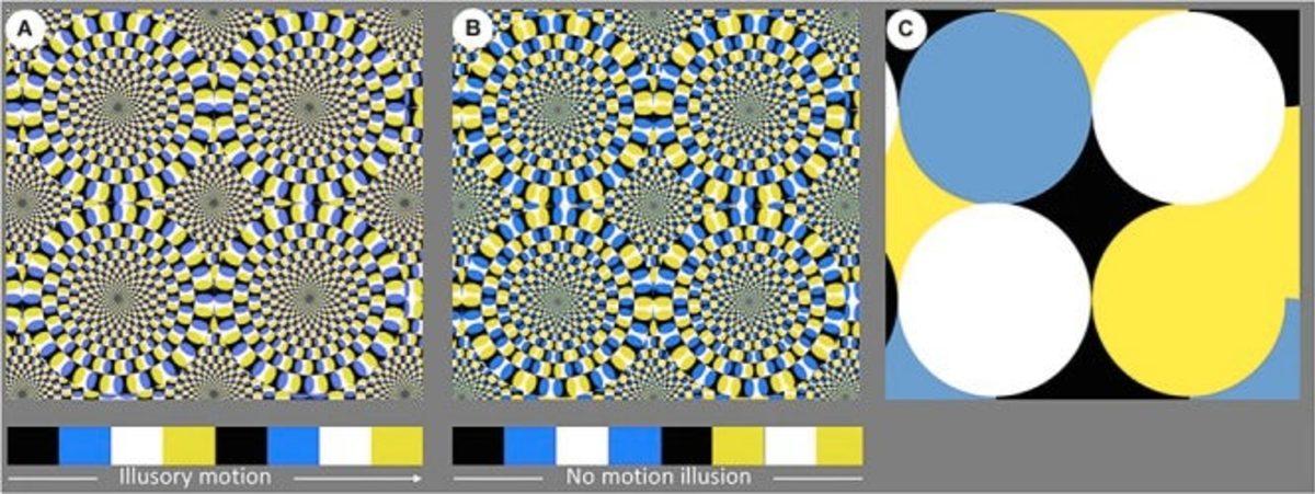Aslanların, Optik İllüzyonlardan İnsanlar Gibi Etkilendiği Keşfedildi