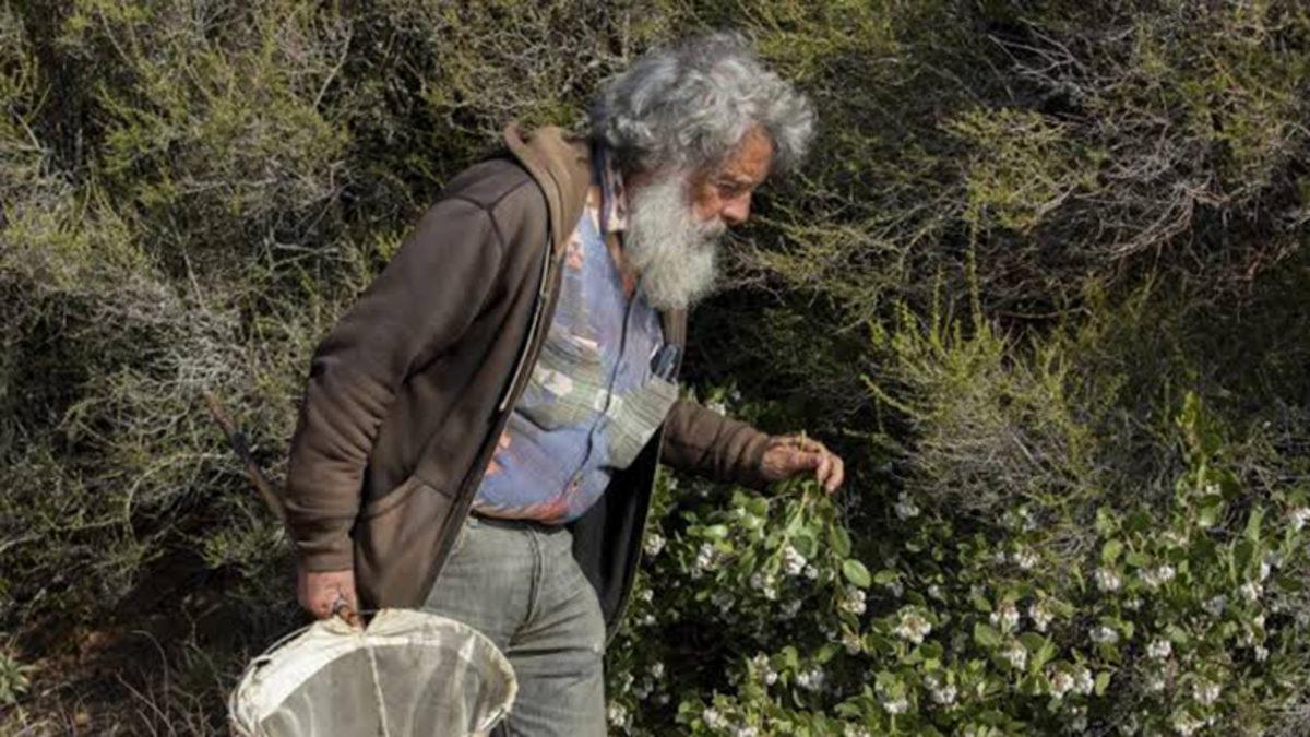 Bu Bilim İnsanı, Tam 47 Yıldır Durmaksızın Kelebekleri Sayıyor