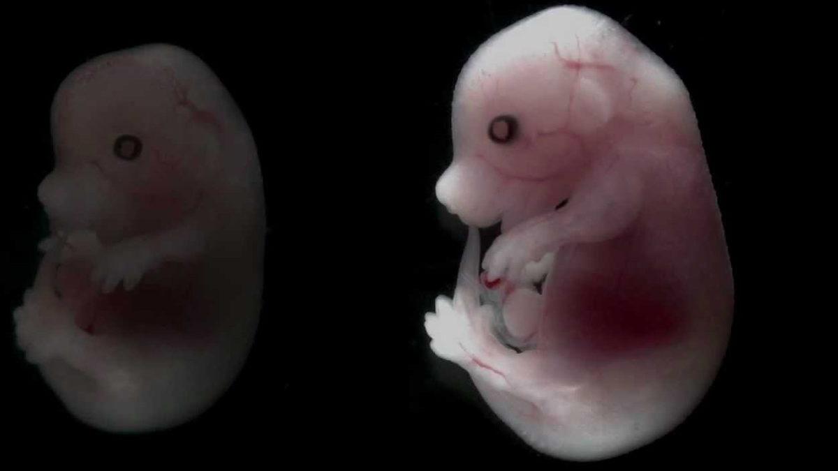 Memelilerde Bulunan Bir Yeteneğin Kanser Tedavisinde Kullanılabileceği Ortaya Çıktı