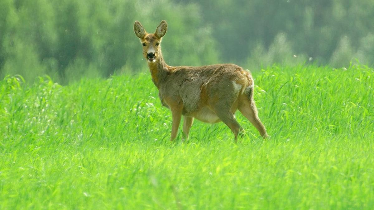 Memelilerde Bulunan Bir Yeteneğin Kanser Tedavisinde Kullanılabileceği Ortaya Çıktı