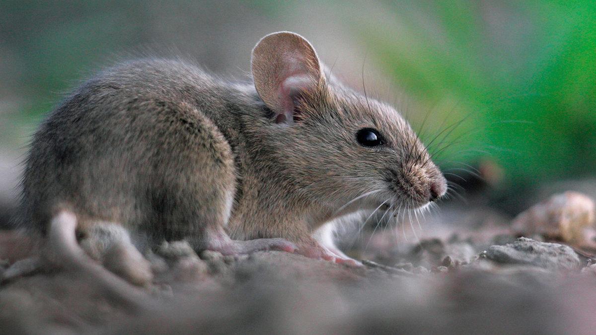 Memelilerde Bulunan Bir Yeteneğin Kanser Tedavisinde Kullanılabileceği Ortaya Çıktı