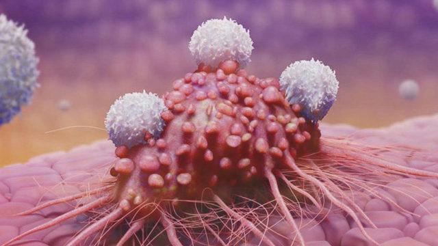 Memelilerde Bulunan Bir Yeteneğin Kanser Tedavisinde Kullanılabileceği Ortaya Çıktı