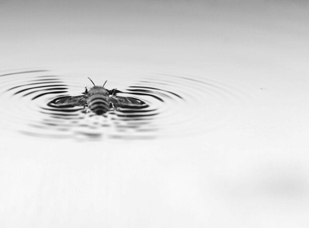 Arıların Su Yüzeyindeki Benzersiz Hareketi, Robotik Çalışmalarda Kullanılıyor