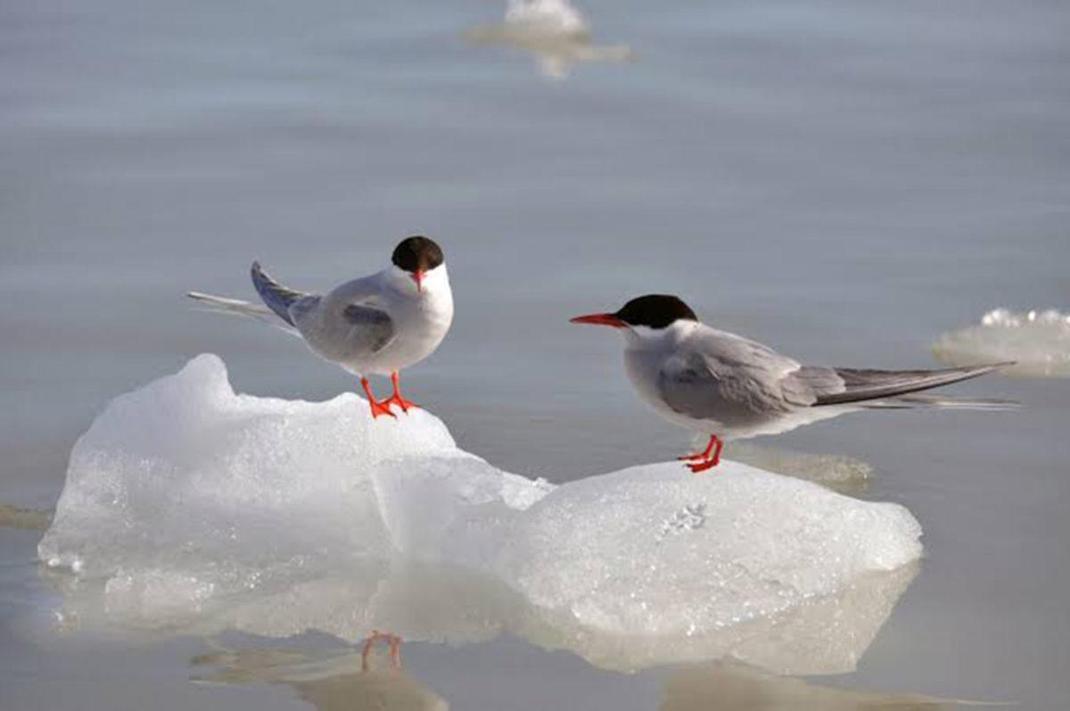 İklim Değişikliğinin Bir Canlı Türüne Olan İlk Etkisi Açıklandı