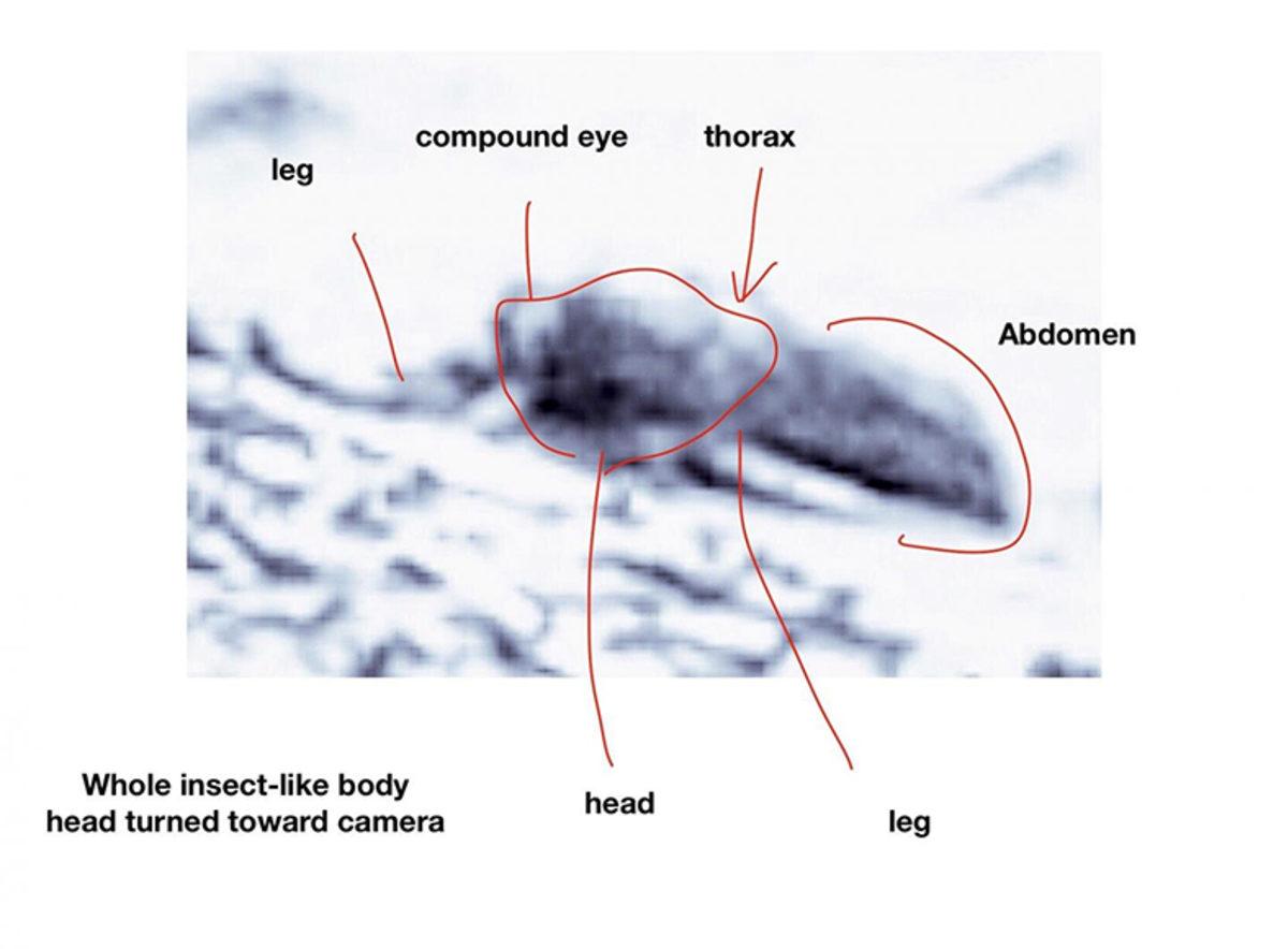 Bir Bilim İnsanına Göre Bu Fotoğraflar, Mars’ta Yaşam Olduğunun Kanıtı