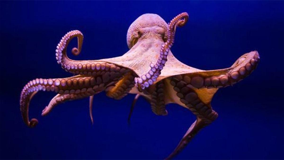 Beyninizde Bulunan ‘Deniz Atı’ Hipokampüs Hakkında 8 Tuhaf Bilgi