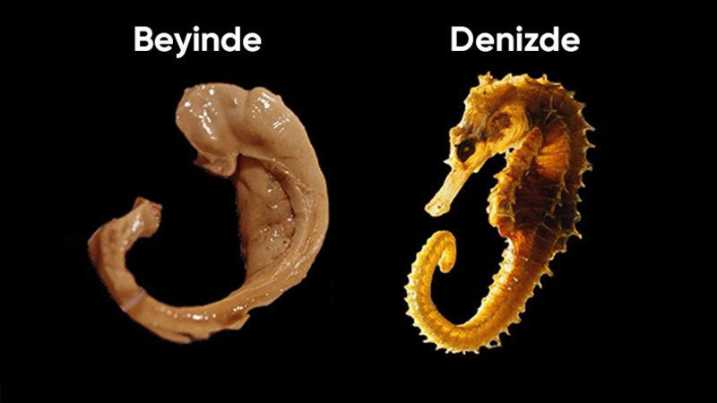 Beyninizde Bulunan ‘Deniz Atı’ Hipokampüs Hakkında 8 Tuhaf Bilgi