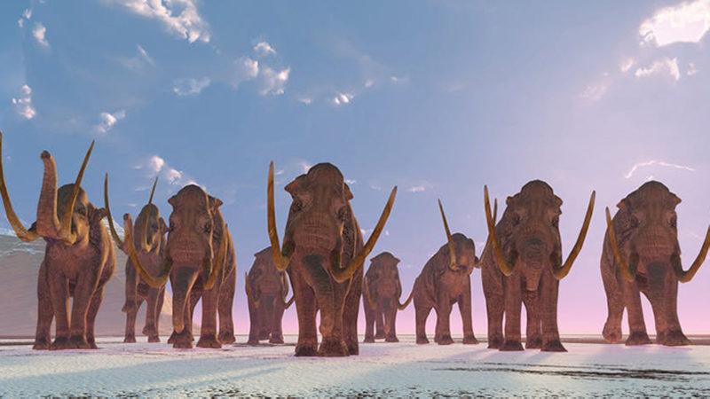 Mamutların Buz Devrinden Kalma Ayak İzleri Ortaya Çıkarıldı