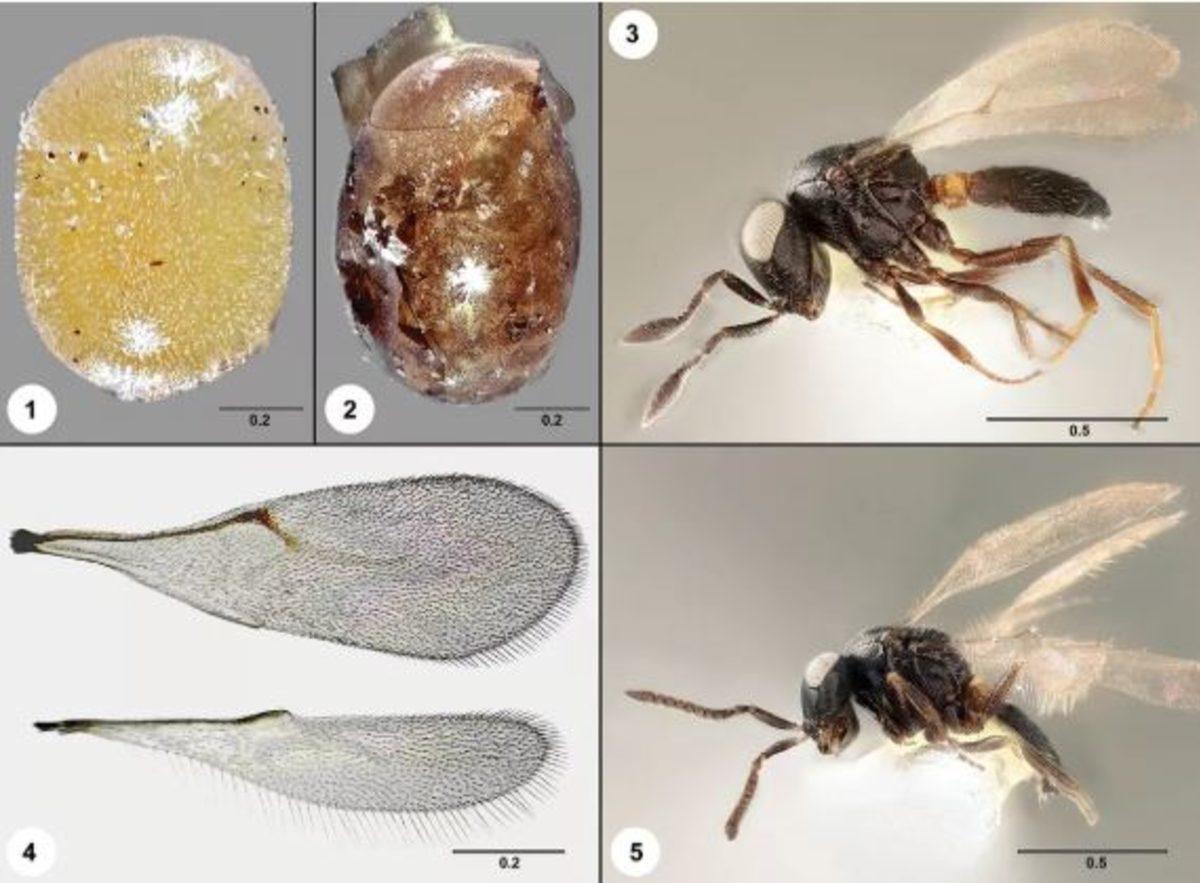 Thor Filminde Rol Alan Ünlü Bir Oyuncu, Bir Yaban Arısı Türüyle Adaş Oldu