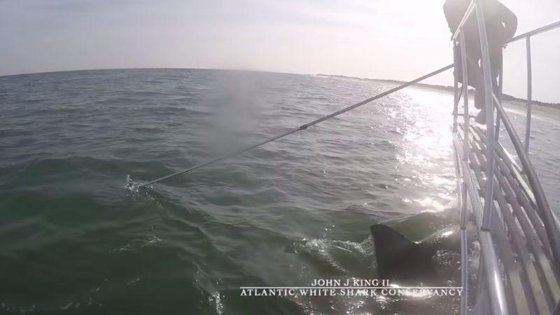 Deniz Biyoloğu, Büyük Beyaz Köpekbalığı Saldırısına Uğradı (Video)