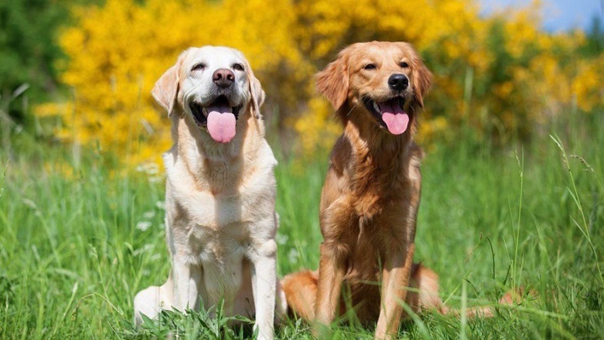 Köpeğin Yaşı x 7 İptal: İşte Köpeklerin İnsan Yaşının Hesaplanacağı Yeni Formül