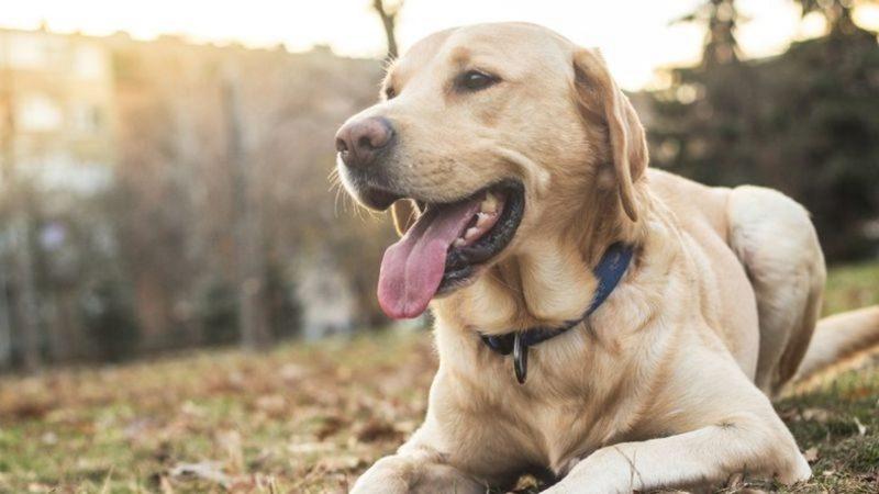 Köpeğin Yaşı x 7 İptal: İşte Köpeklerin İnsan Yaşının Hesaplanacağı Yeni Formül