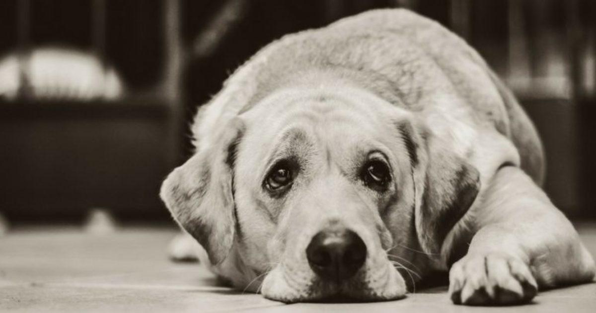 Neden Bazen Çaresiz Hisseder ve Pes Ederiz? (Seligman Deneyi)