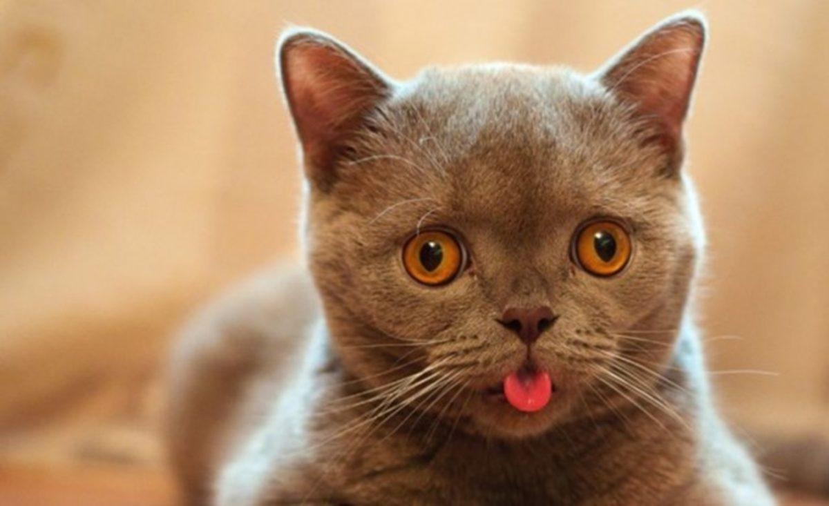 Bilim İnsanları, Kedilerin Dillerini İnceleyip Tüy Fırçası Ürettiler