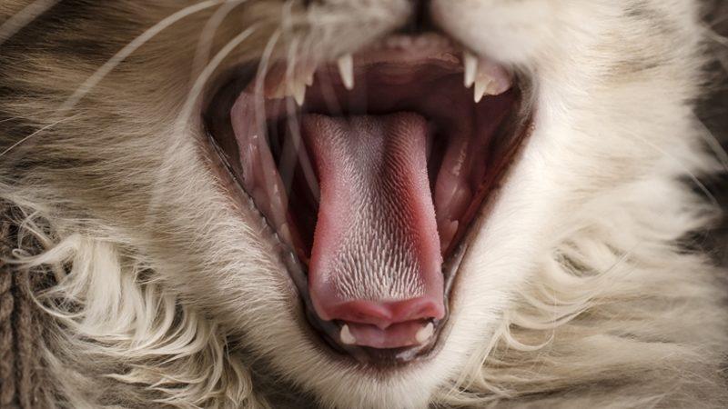 Bilim İnsanları, Kedilerin Dillerini İnceleyip Tüy Fırçası Ürettiler