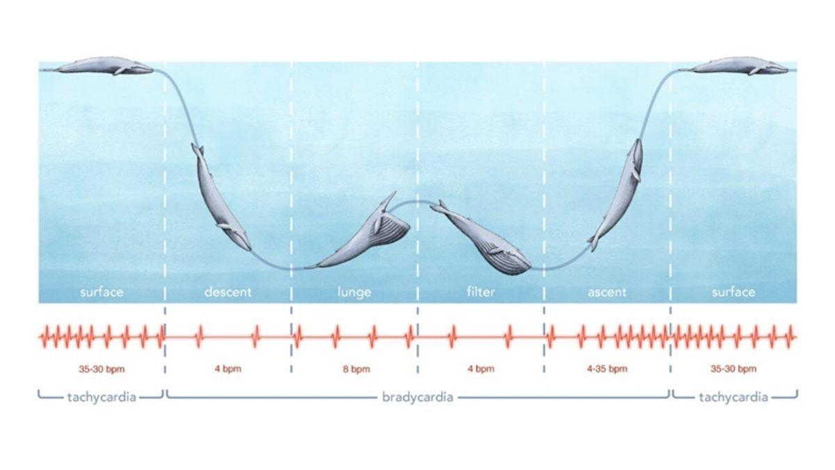 Yaşayan En Büyük Hayvan Olan Mavi Balinanın Kalp Atışları İlk Kez Kaydedildi