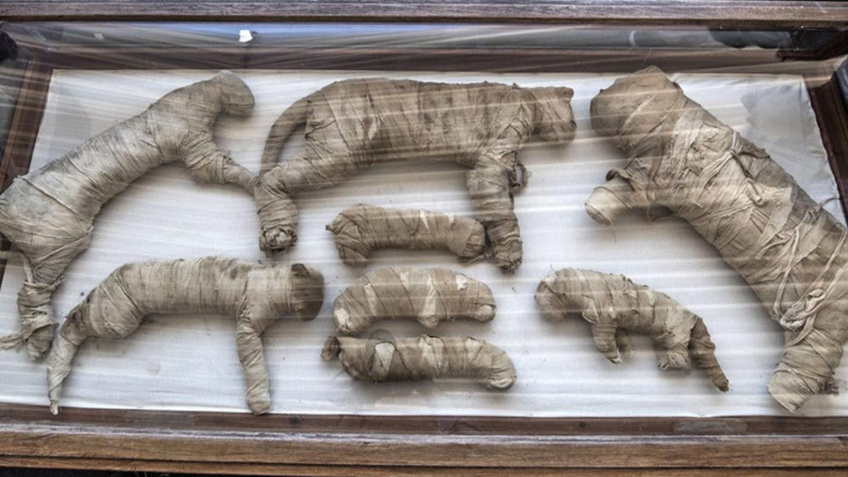 Antik Mısır’dan Kalma Bir Mezarda Hayvan Mumyaları Keşfedildi