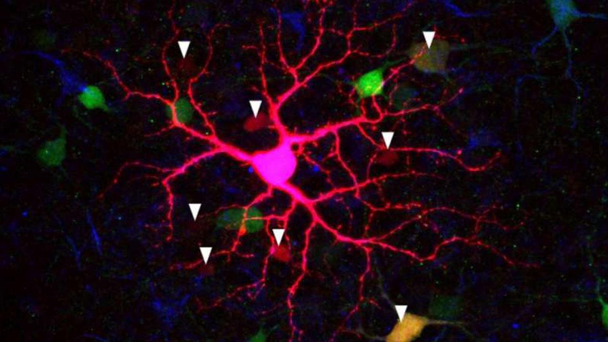 Fetüslerin Işığı Sandığımızdan Daha Erken Algıladığı Keşfedildi