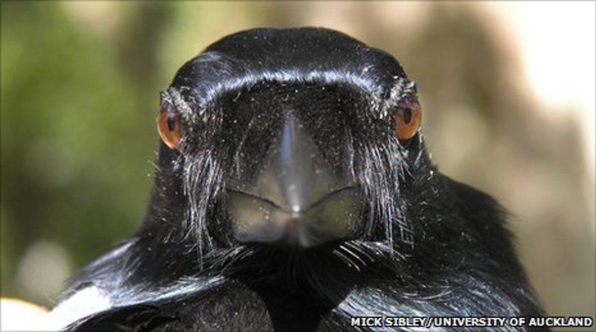 Nesnelerin Ağırlıklarını Gözlemleyerek Anlayabilen Canlı: İskoçya Kargaları