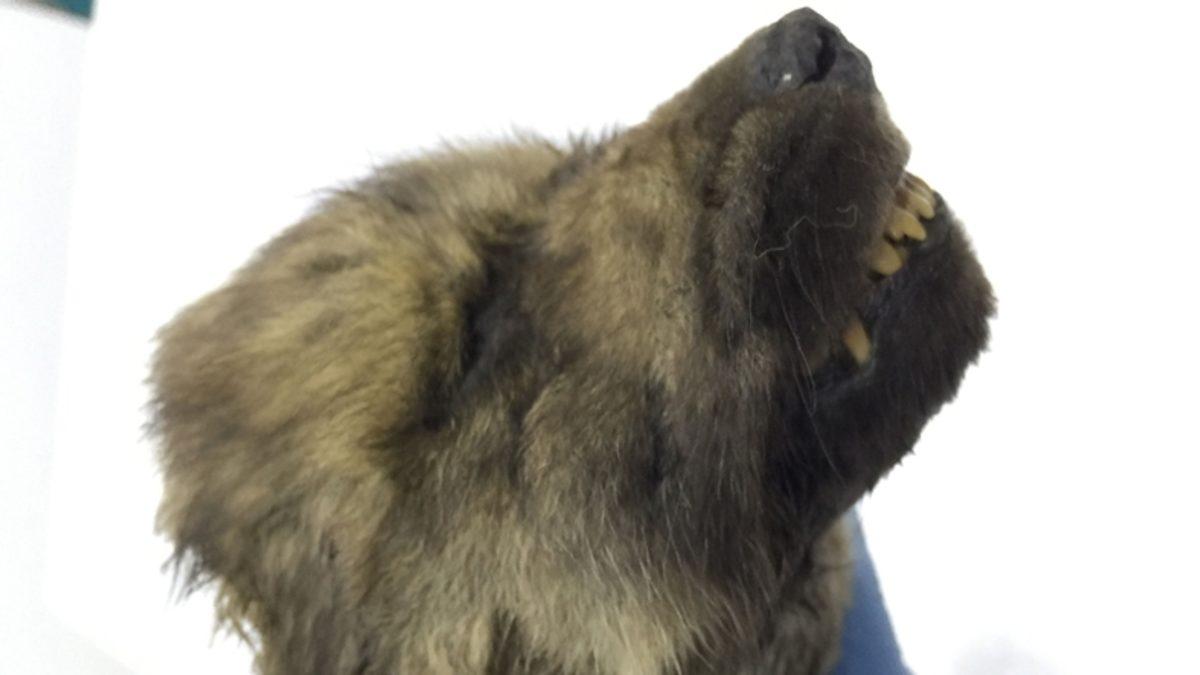 Dünyanın En Soğuk Şehrinde Canlıymış Gibi Görünen 18.000 Yıllık Köpek Cesedi Bulundu