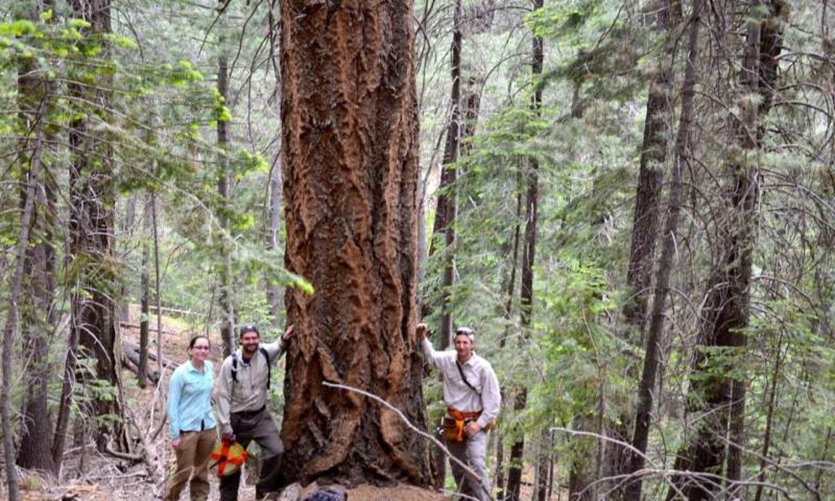 İklim Değişikliği Sonucu Tehdit Altında Olan Nadir Bitkilerin Sayısı Açıklandı