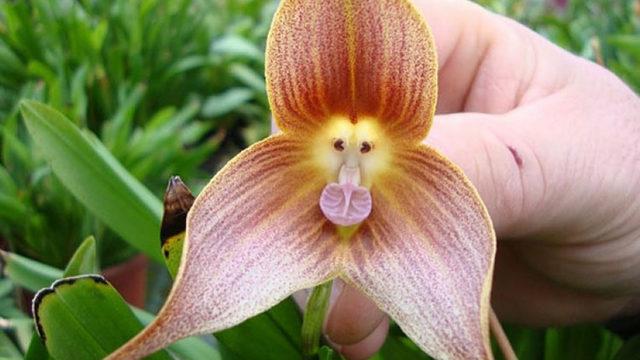 İklim Değişikliği Sonucu Tehdit Altında Olan Nadir Bitkilerin Sayısı Açıklandı