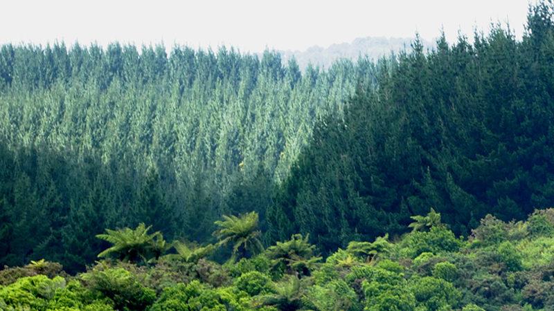 Karbondioksit ve Sıcaklık Dengesinin Ağaçlar İçin Ölümcül Önemi