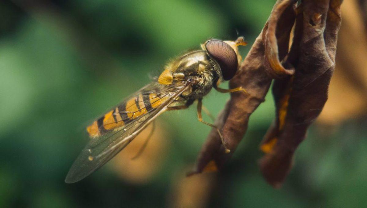 Akıllı Telefon Kamerasıyla Böcekler ve Küçük Şeyler Nasıl Fotoğraflanır?