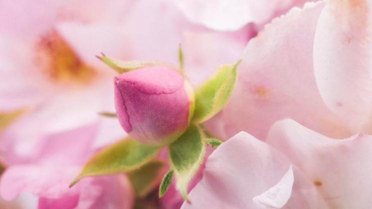 Akıllı Telefon Kamerasıyla Böcekler ve Küçük Şeyler Nasıl Fotoğraflanır?