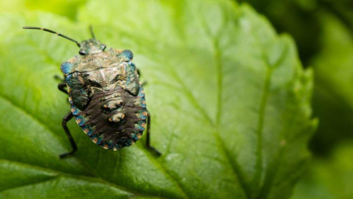 Akıllı Telefon Kamerasıyla Böcekler ve Küçük Şeyler Nasıl Fotoğraflanır?