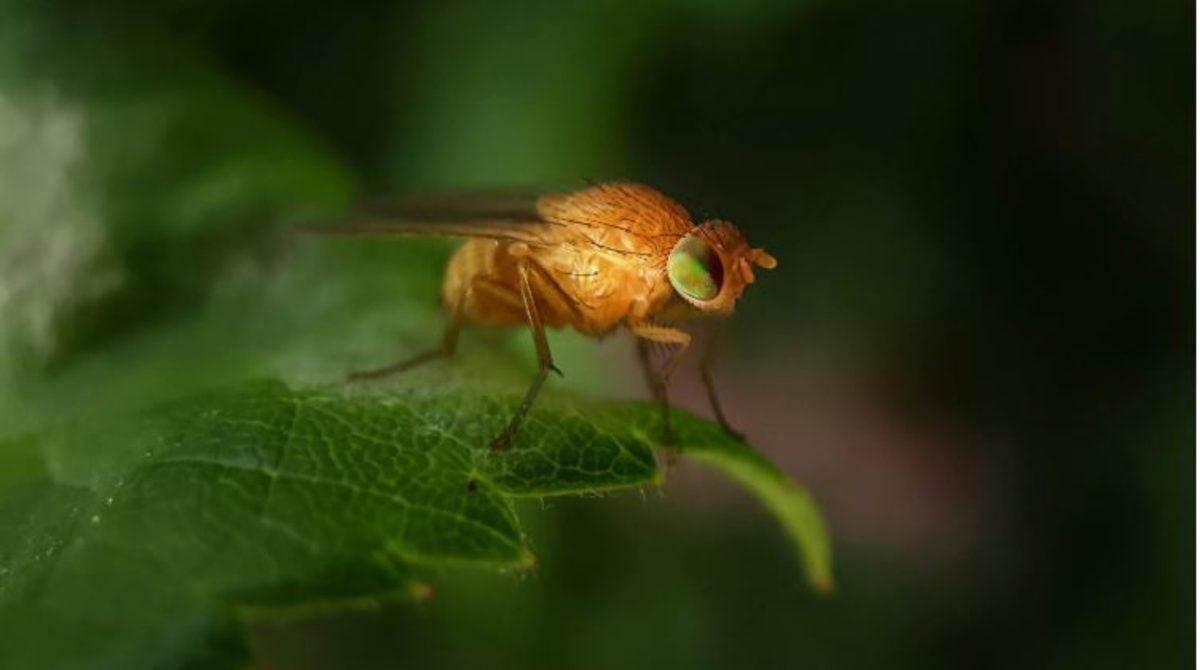 Akıllı Telefon Kamerasıyla Böcekler ve Küçük Şeyler Nasıl Fotoğraflanır?