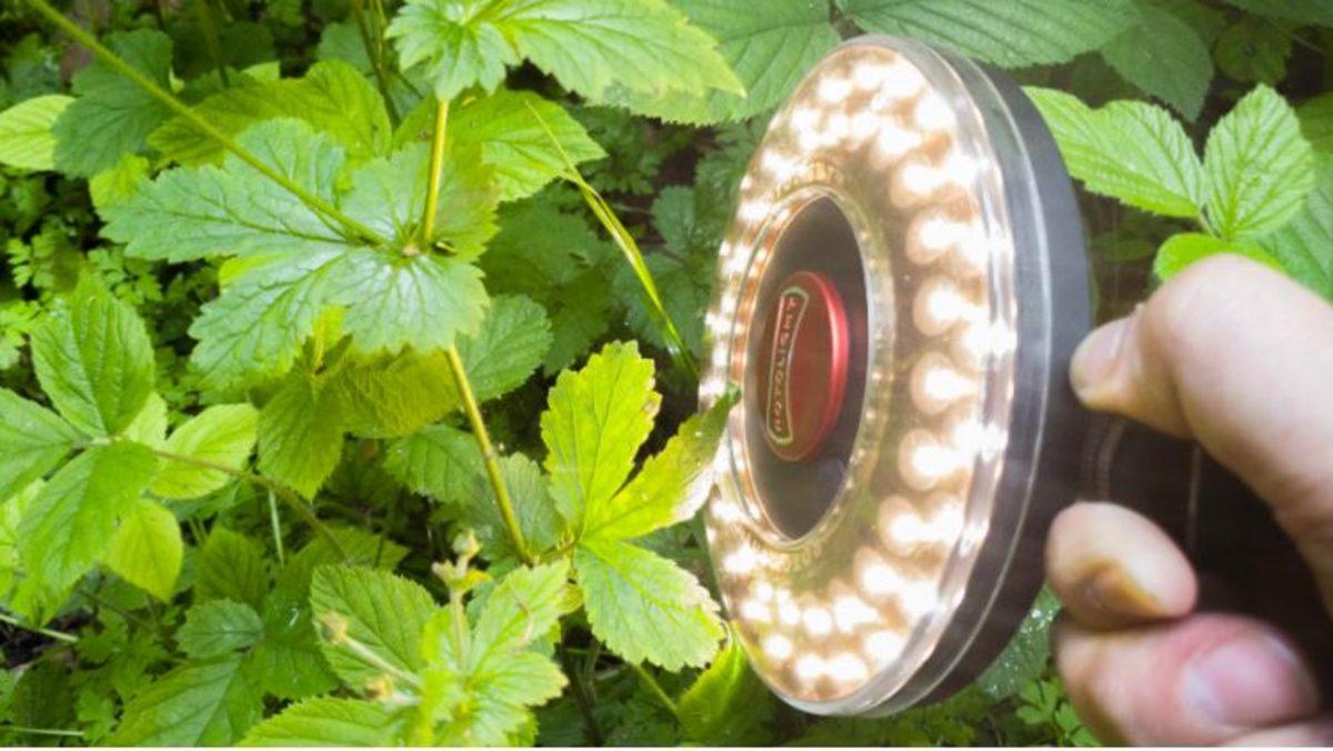 Akıllı Telefon Kamerasıyla Böcekler ve Küçük Şeyler Nasıl Fotoğraflanır?