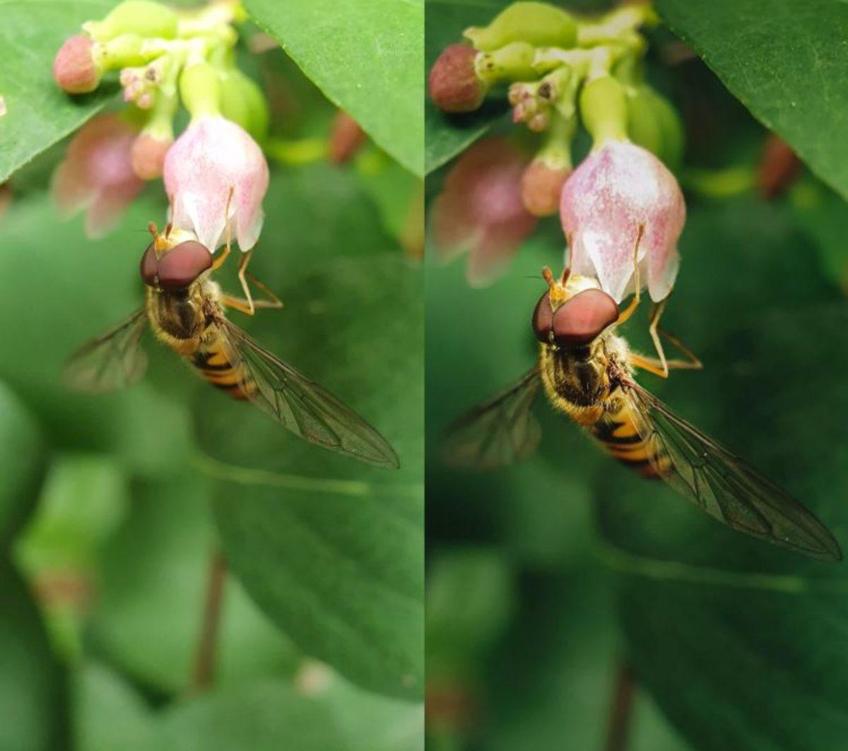 Akıllı Telefon Kamerasıyla Böcekler ve Küçük Şeyler Nasıl Fotoğraflanır?