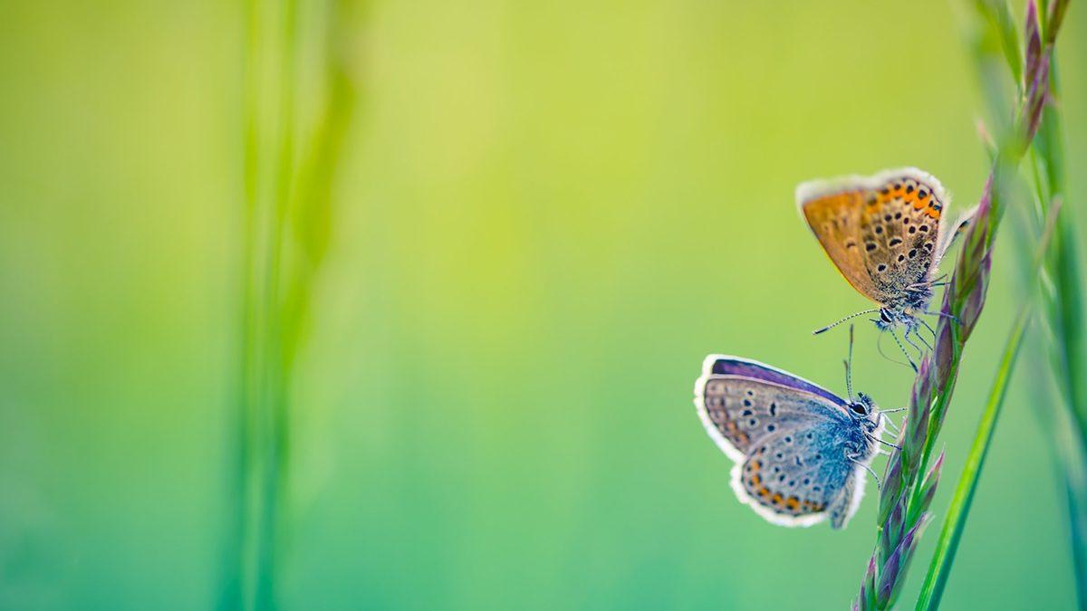 Microsoft, Windows 10 İçin İndirilebilir 4 Yeni Duvar Kağıdı Yayınladı