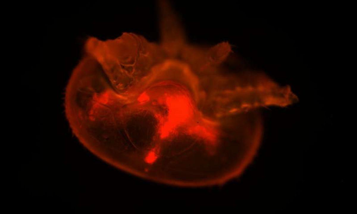 Bal Arısı Parazitleri, Arıların Kanı ile Beslenmiyormuş