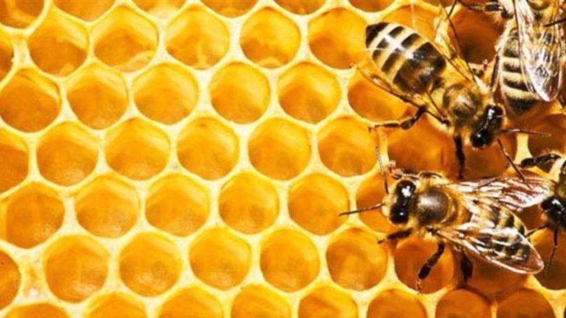 Bal Arısı Parazitleri, Arıların Kanı ile Beslenmiyormuş