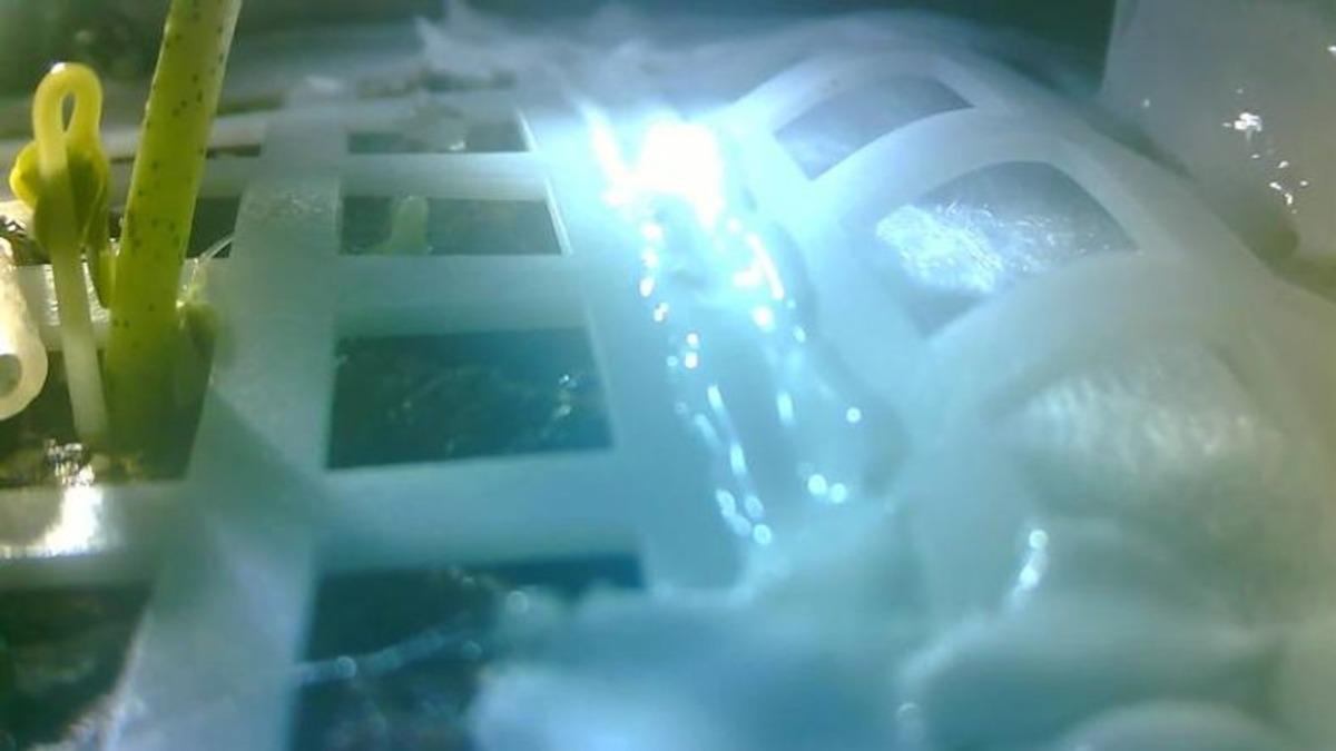 Çin, Ay’da Ektiği Pamuk Tohumlarını Filizlendirmeyi Başardı