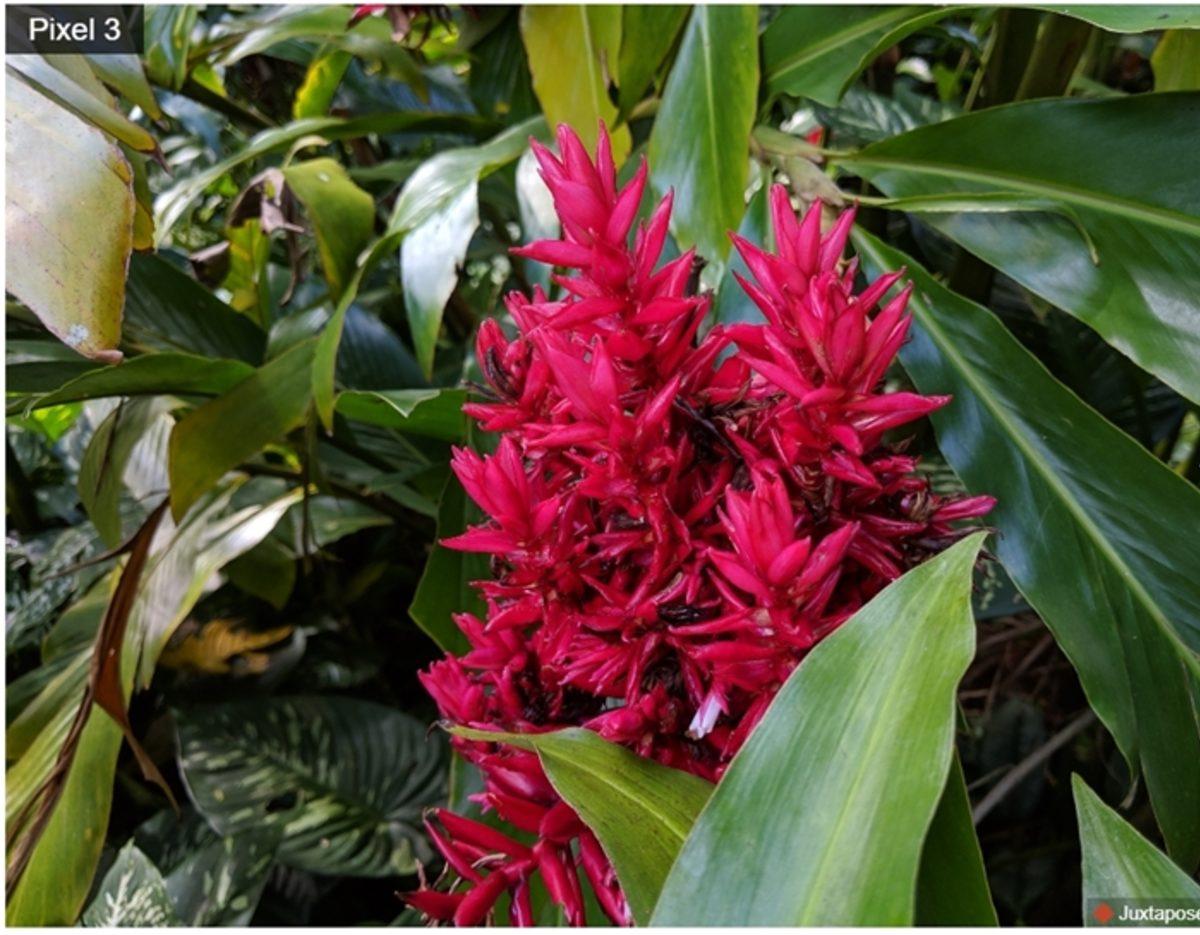 Pixel 3’ün Tek Kamerasının OnePlus 6T’nin Çift Kamerasına Meydan Okuduğu Fotoğraf Örnekleri