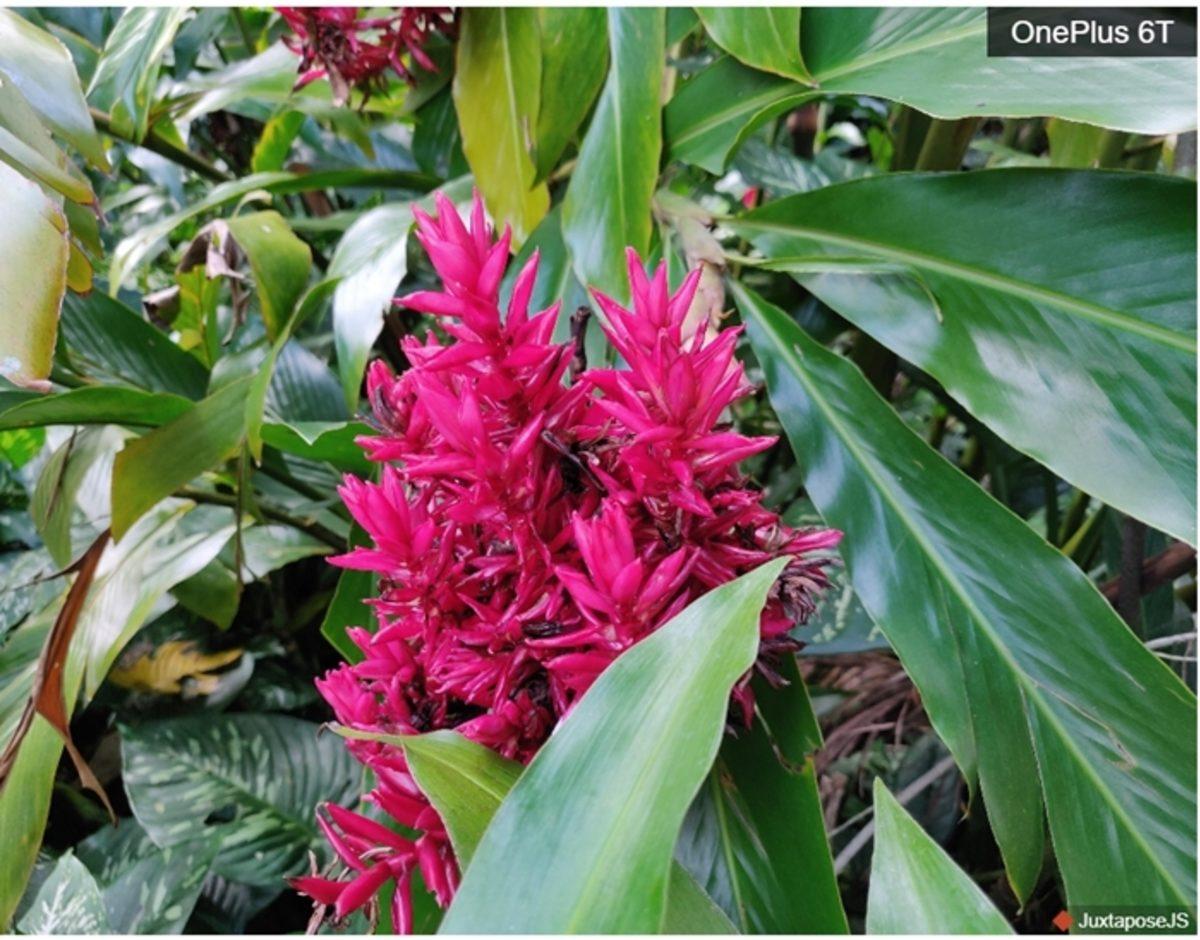 Pixel 3’ün Tek Kamerasının OnePlus 6T’nin Çift Kamerasına Meydan Okuduğu Fotoğraf Örnekleri