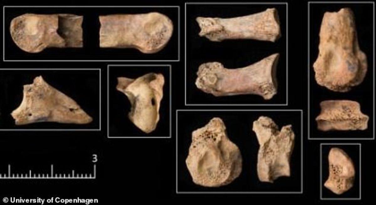 İnsanlar ve Köpekler, 11,500 Yıl Önce ’Omuz Omuza’ Avlanıyordu