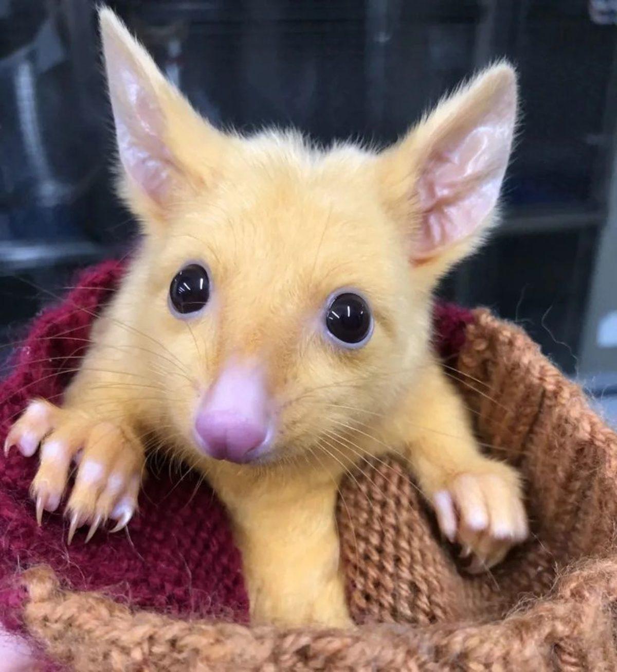 Doğal Yaşam Ekipleri, Avustralya’da Gerçek Bir Pikachu Kurtardı